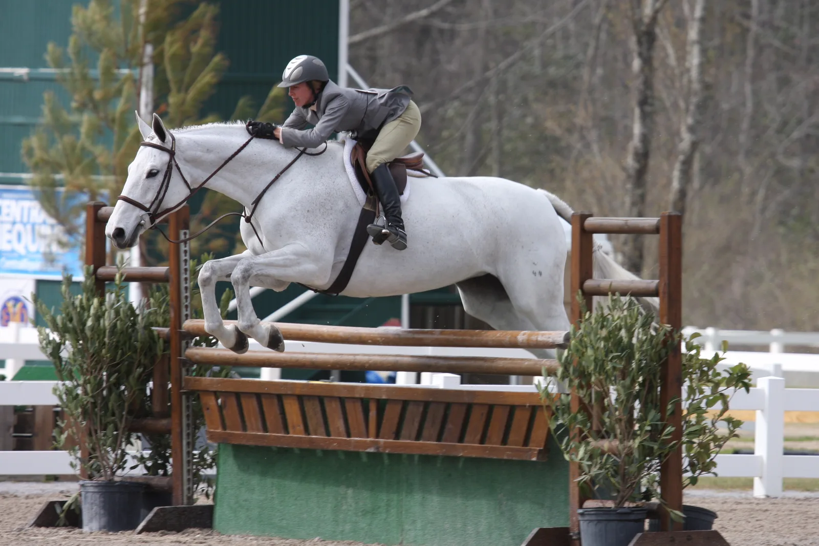 A gray show hunter and rider clear a rail fence in a horse show ring, the kind of hunter class that fills the Charity's daytime rings.