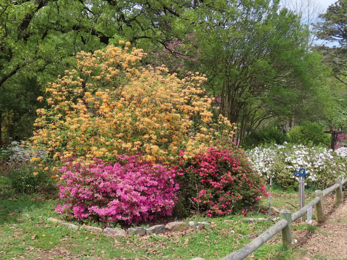 Orange and pink azaleas in full bloom beside a path at Oaklawn Garden in Germantown.