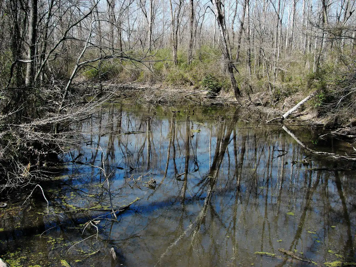 The Wolf River winding through woods at Germantown, the corridor followed by the Germantown Greenway.