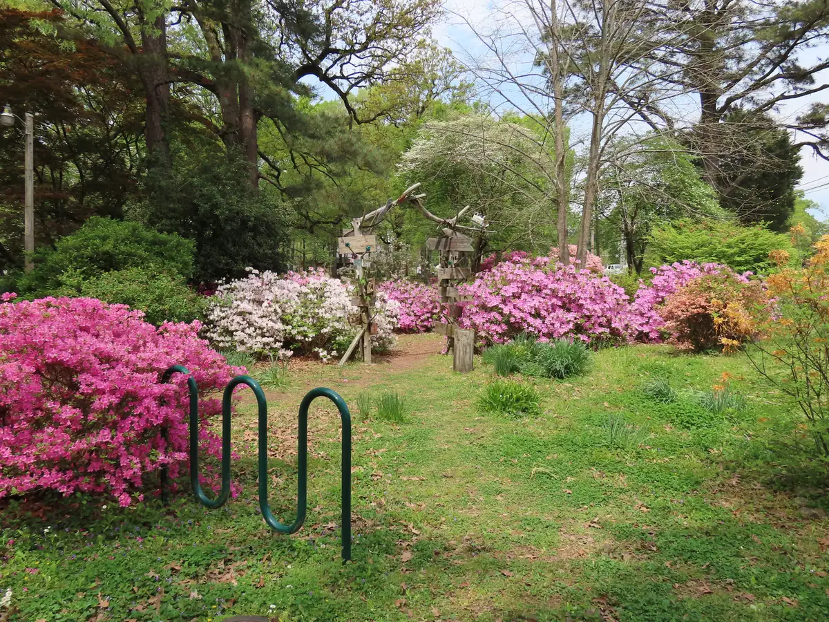 Pink and white azaleas in bloom along the paths of Oaklawn Garden on Poplar Pike in Germantown.